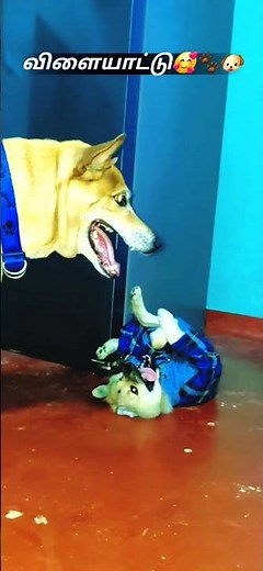 #dogslove #pets #petslove #cutedog #cutepuppy #pomeranian#shortsviral#tamil