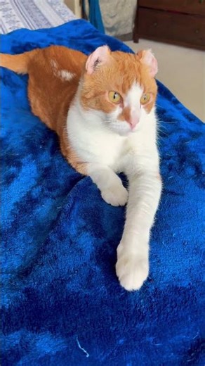 Me Time #foryou #motivation #cutecat #life #yt #alifamilylifeinusa #home #relaxing #petlover #peace