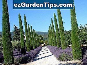 Comment tailler les cyprès italiens 🌱 Conseils Jardiniers - Fr.ezGardenTips.com