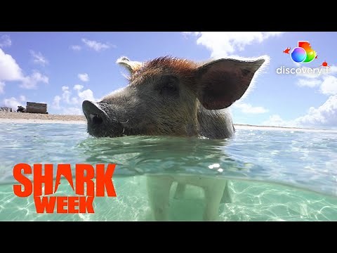 Whaaat?! Swimming Pigs in the Bahamas! | Pig vs Shark | discovery+