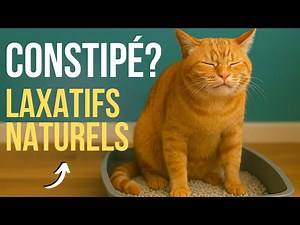 Mon CHAT est CONSTIPÉ ! 😾 3 LAXATIFS NATURELS pour le soulager 🍀
