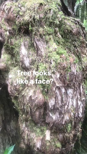 10K views · 72 reactions | Cool tree. Does it look like a face? | Prepper Kiwi | Facebook