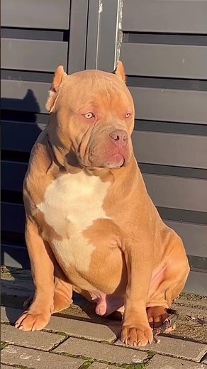 Meet the Son of Bumpy & ABI: Pure Power! 🔥#americanbully #musculardog #dailyshorts #short