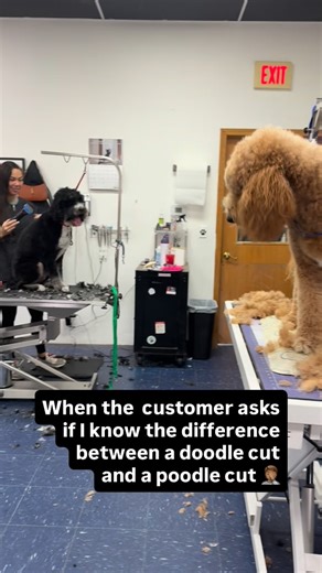 Lana Edwards...Petstylist🥰🥰🥰🥰 on Instagram: "I have had many customers ask me if I know the difference between a doodle cut and a poodle cut . I explain to them that the poodle is cut to breed specifications and that there are no breed specifications on a mixed breed so I can give their doodle whatever haircut they would prefer 🤷🏻‍♀️ #doggrooming #doggroominglife #doggroomers #doggroomersofinstagram #doggroomer"