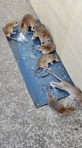 Glue Trap #reelsfb #shorts #fyp #diy #reelsvideo #viralreels #facebookreels #METAchallenge #reelsinstagram #rattrap #animal #mouse | Mouse Trap Reels