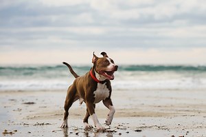 15 Dog-Friendly Beaches Your Pooch Will Love