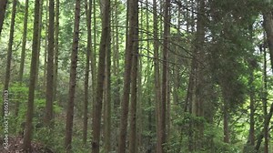 Deep green forests of deciduous trees