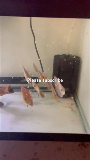 Discus eating there flake diet #adorable #aquarium #freshwaterfish #fish #discus #fishtank