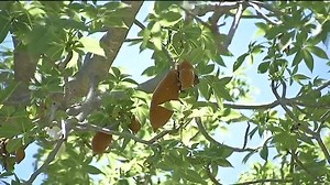 1.5K views · 22 reactions | In case you missed it on TV last night: cooking with leaves! | ABC Kimberley | Facebook