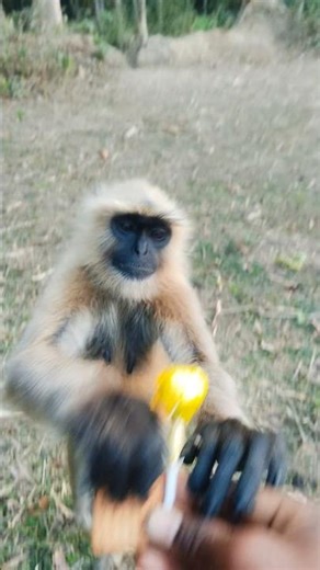 hanuman ji 😈💯🐒🐒🍌🍌🍒🍒🍒