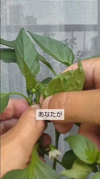 7/6 [Bell Peppers] Maintenance: Once the fruit starts to grow, add these 2 fertilizers to harvest...