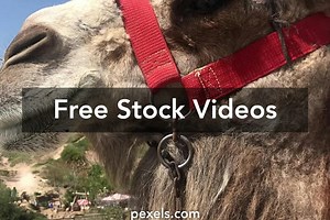 Funny Turkey Videos, Download The BEST Free 4k Stock Video Footage & Funny Turkey HD Video Clips