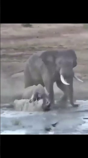 Elephant and Rhino fight - African Safari Wildlife Documentary | Subscribe to African Safari Guide