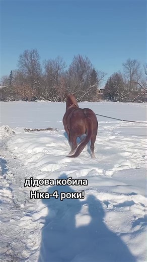 Ніка - Дідова Кобила на Вигулі Зимою