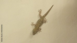 Mediterranean gecko lizard stays still on the wall, hand tries to catch it