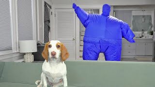 Puppy Dog Dances with Blue Chub Suit Man: Funny Dogs Indie & Maymo Get New Year's Dance Party Surprise!