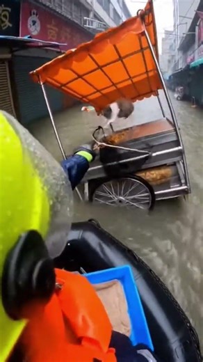 Rabbit Rescue During Flash Flood 🐰🌊 #shorts #animals