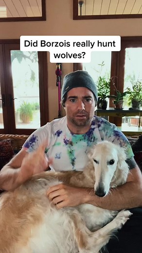 Borzoi Dog Breeds: A Brief History and Facts