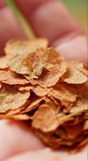 TetraMin Tropical Flake Fish Food – Daily Nutrition for Healthy Tropical Fish