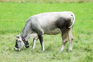 Why Do Cows Need to Wear Bells?