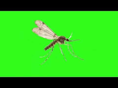 mosquito flying | with sound effect | green mat animation