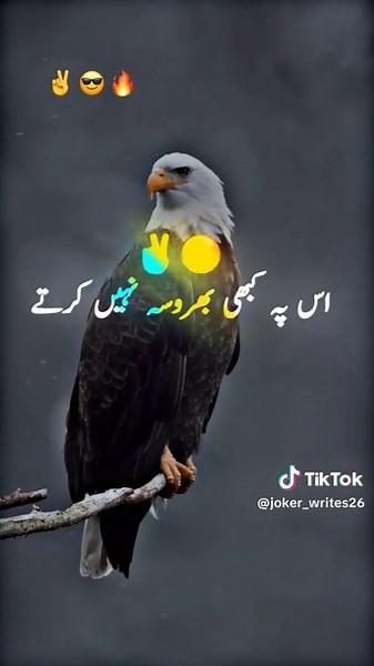 Creative Lines for Engaging TikTok Content