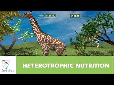 HETEROTROPHIC NUTRITION