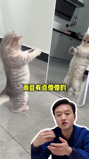 Cats' Adorable Mirror Reactions: A Must-Watch