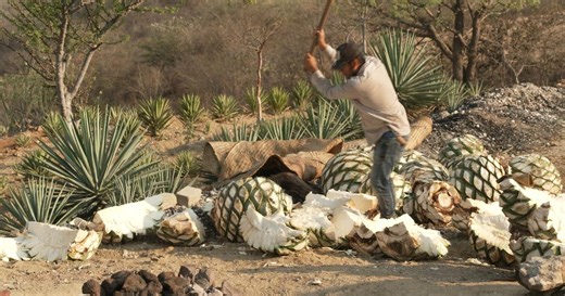 Mezcal traditions preserved as demand grows