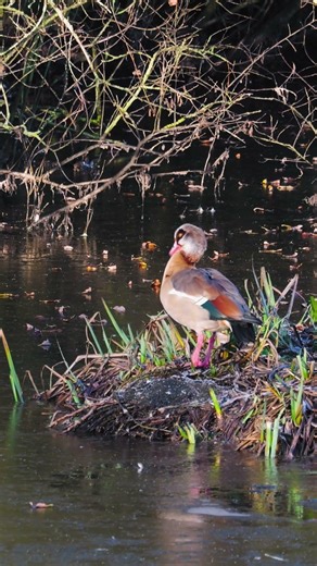 Quack Like An Egyption #shorts