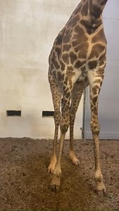 137K views · 6.3K reactions | Have you ever seen a giraffe baby kick? Well, now you have! Keep an eye on Autumn's stomach!   Keeper Emily | Greenville Zoo | Facebook