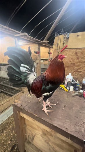 Gamefowl Breeding Tips for Successful Poultry Farming