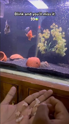 Feeding time madness😳🐟#arowana #aquarium #fishkeeping #aquascape #viral #fishshorts #trending #yt