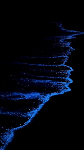 Bioluminescence in the Sea: A Natural Wonder