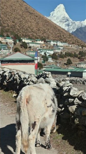 Life Under Mount Everest