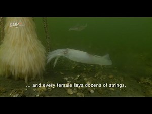 The ritual of reproduction of the squid