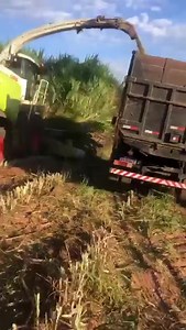 Insilato di Elephant Grass in Sud America Se volete conoscere meglio questa foraggera tropicale leggete qua https://www.embrapa.br/busca-de-noticias/-/noticia/17002039/nova-cultivar-de-capim-elefante-apresenta-produtividade-30-maior #NewsAgricoltura | NewsAgricoltura