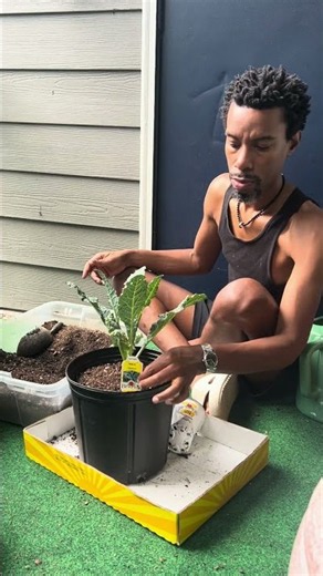 Growing Dinosaur Kale in Pots and Containers #plants #kale #gardening
