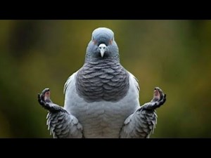 #144live Native Australian Bird Sounds For Relaxation