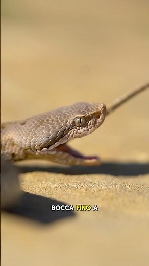 Let's see if you can recognize the viper species!🐍