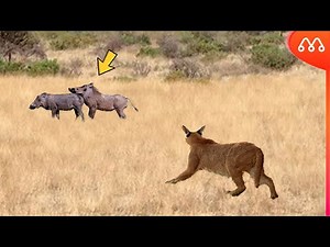 WHEN THE CARACAL ATTACKS THE BOAR