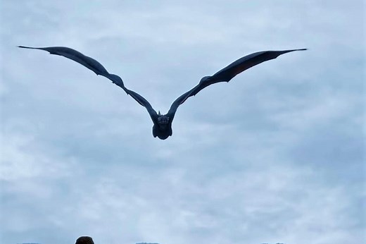 Game of Thrones stream sites that let fans watch Season 8 online for free benefit from 'piracy mania'