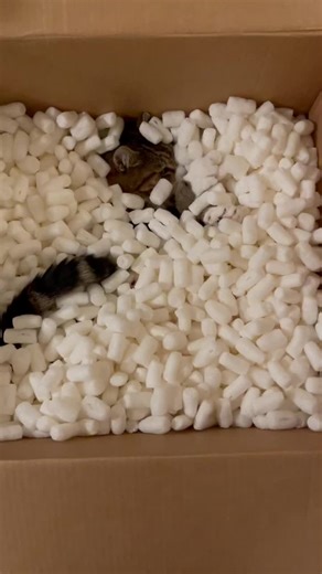 Bengal Cat Explores Box of Biodegradable Packing Peanuts