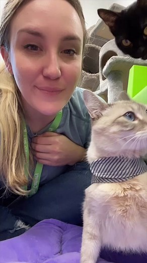 Understanding Cat Depression: Signs and Solutions