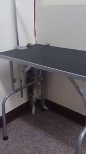 85K views · 1.1K reactions | The great escape! | Cat News | Facebook