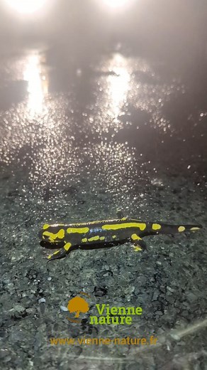 Les salamandres entament leur migration automnale pour mettre bas dans les points d'eau. Soyez vigilants sur la route si vous en apercevez ! Les mois d'octobre et de novembre correspondent en effet au pic de migration de la Salamandre tachetée dans l'Ouest de la France, et notamment chez nous dans la Vienne (86). Les adultes sont visibles le long des routes, des chemins forestiers ou dans les clairières après une grosse pluie. Nous arrivons donc à une période optimale pour observer cette espèce,