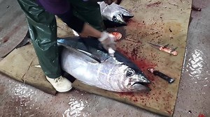 Short video of the crew bleeding out a yellowfin tuna. We run a length of mono down the spinal cord to kill all the nerves | Tk Offshore Fishing