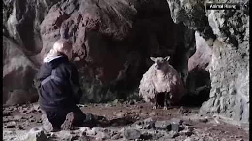 'Free Fiona': World's loneliest sheep rescued after spending 2 years in cave