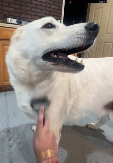 Cute Dog Moments Featuring Huskies and German Shepherds