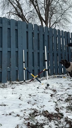 Quick jump to remind everyone we still got it 😝 she looks adorable in her sweater but the weather has been so wack we can’t do much 💔 (we only did the large jump twice) #scouchess #dogsoftiktok #fyp #jumping #snow